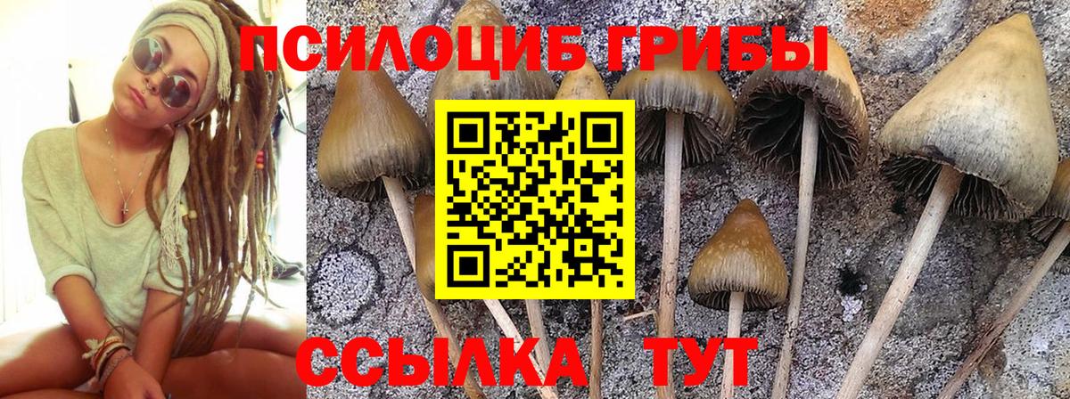 цены наркотик  Вход с VPN  Чапаевск  Псилоцибиновые грибы мицелий 